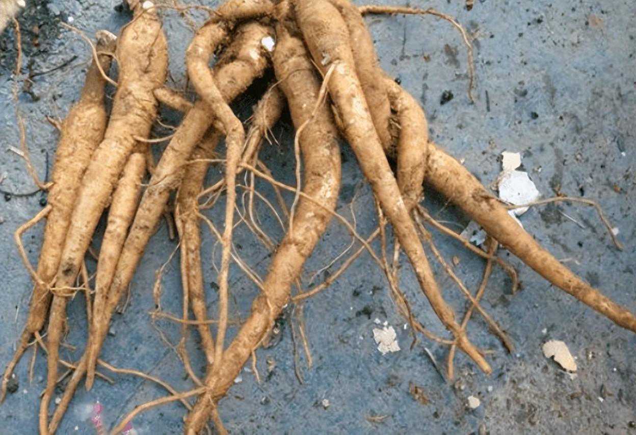 咬了一口昏睡17个小时，全株上下有剧毒，却有人种植它来致富？