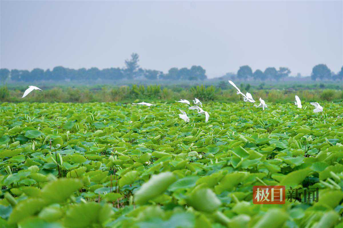 武汉人的初夏,从一把藕带开始 武汉人的初夏,从一把藕带开始