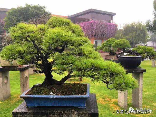 玩松树盆景一定要懂控针，看看韩学年大师怎样说？