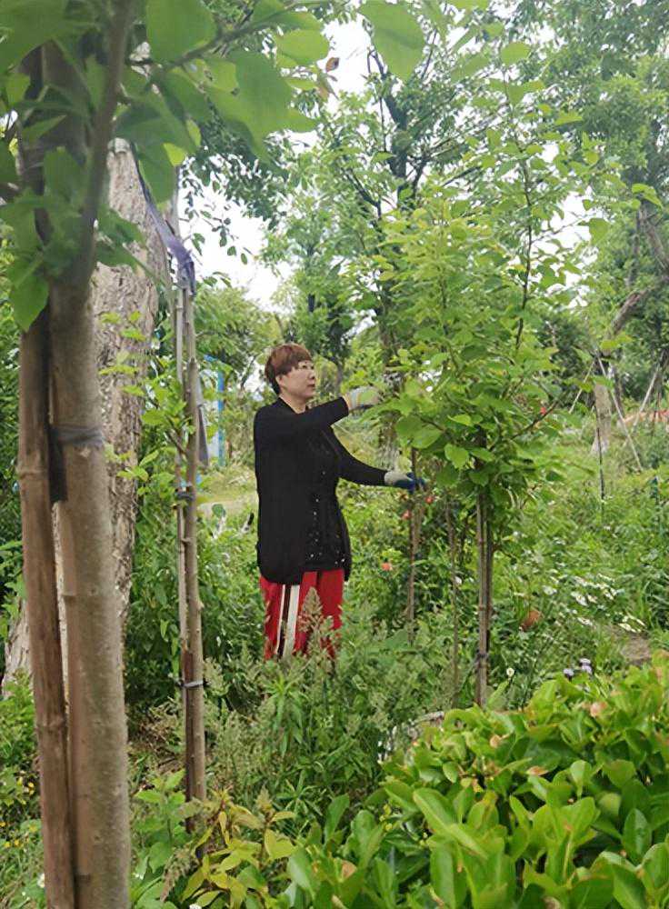 刘春红:溺爱柞榛物种终不悔 刘春红:溺爱柞榛物种终不悔