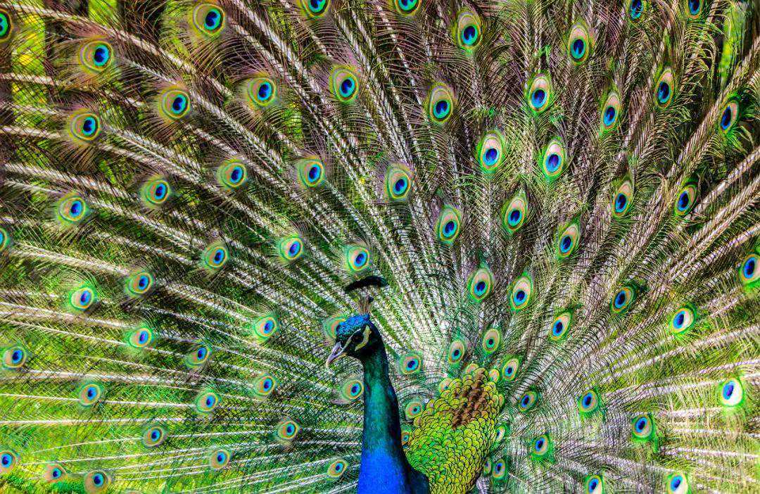 汉字历史——抽象篇（凤）附古文版