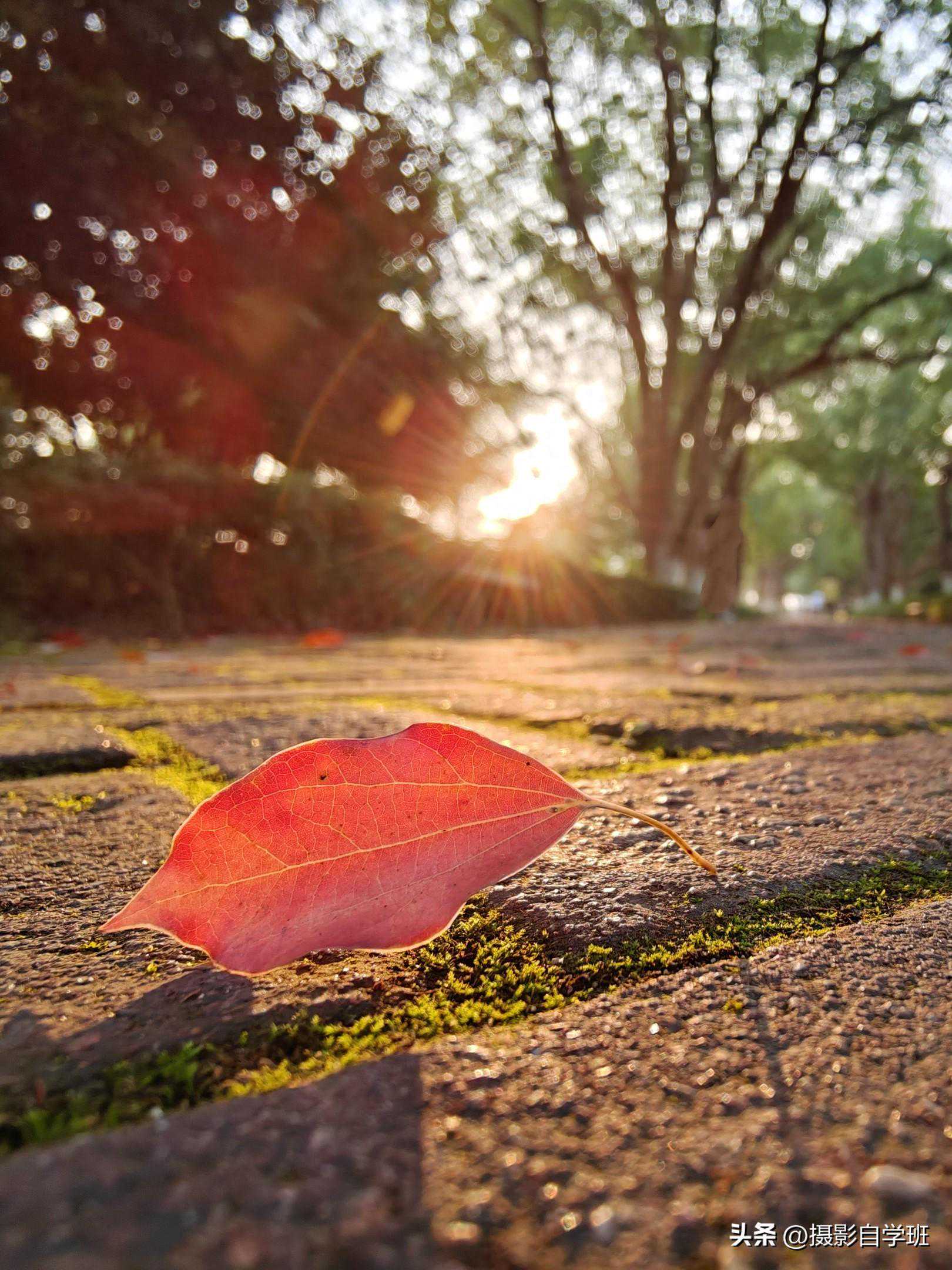 太美啦！看摄影周展学技巧，好照片你也能拍