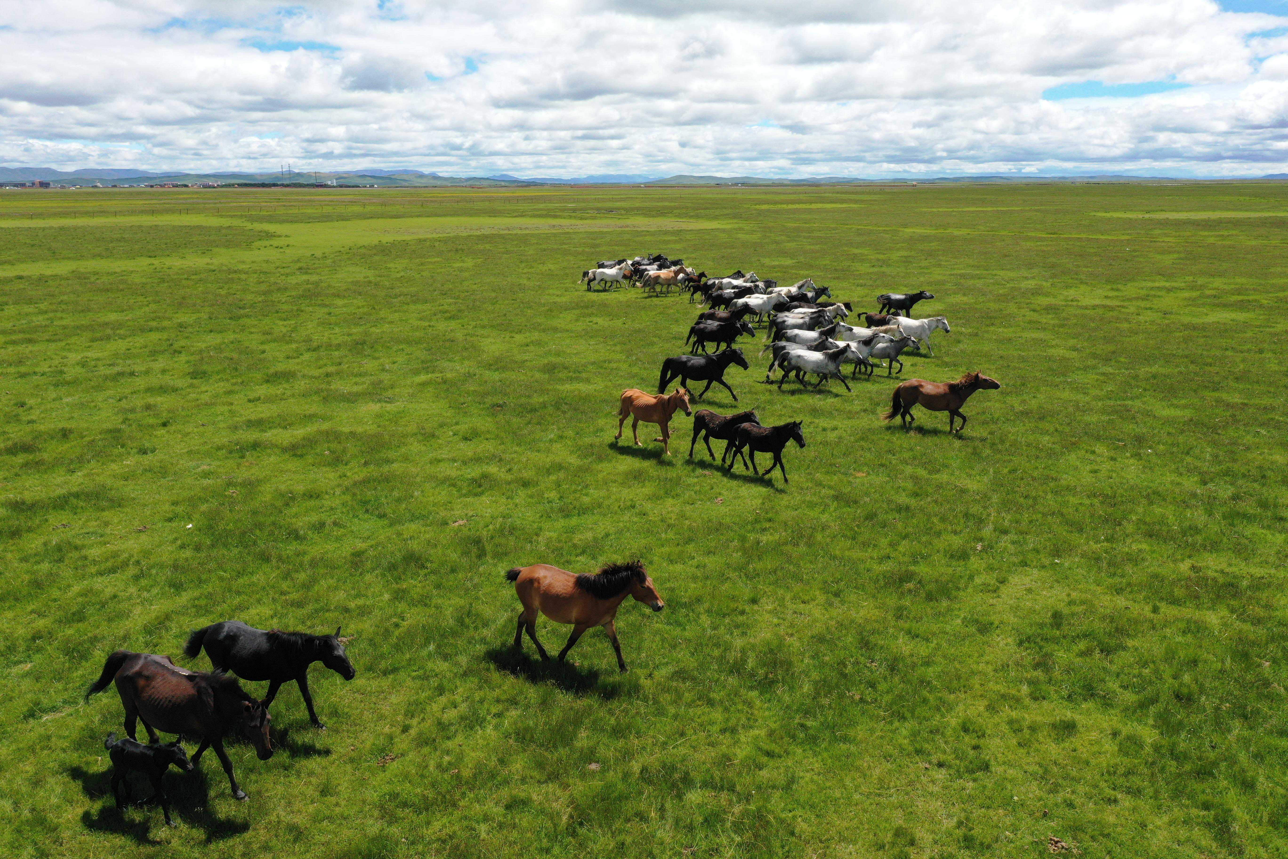 盛夏草原 骏马驰骋