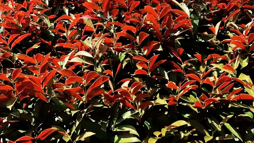 关注红背桂，感受其生长环境与观赏价值的独特魅力