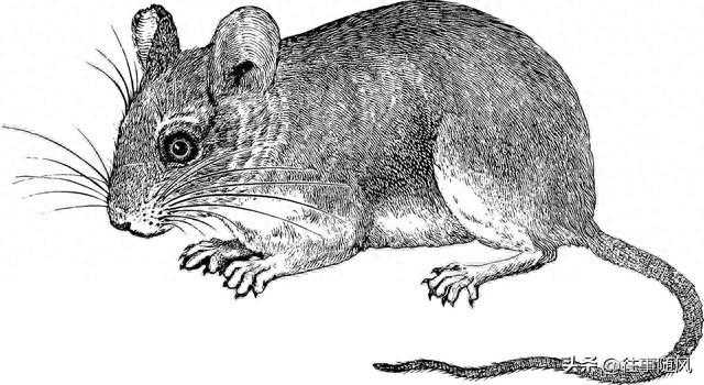 和生肖马最相克的三个生肖，遇到要注意了！