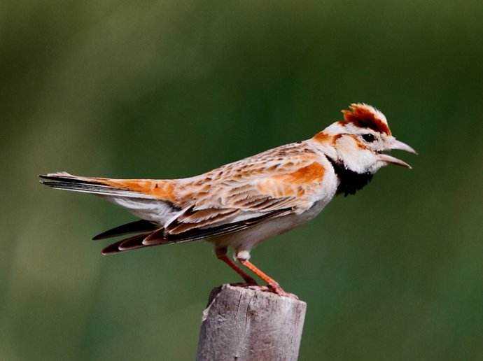 一路走来的胡说八道——养百灵老野历程 一路走来的胡说八道——养百灵老野历程