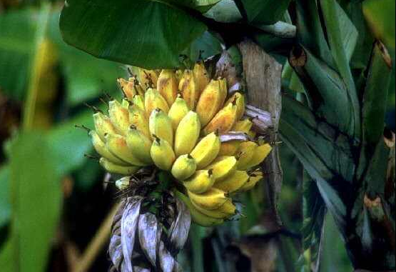如何预防香蕉霜冻？霜冻后如何挽救？
