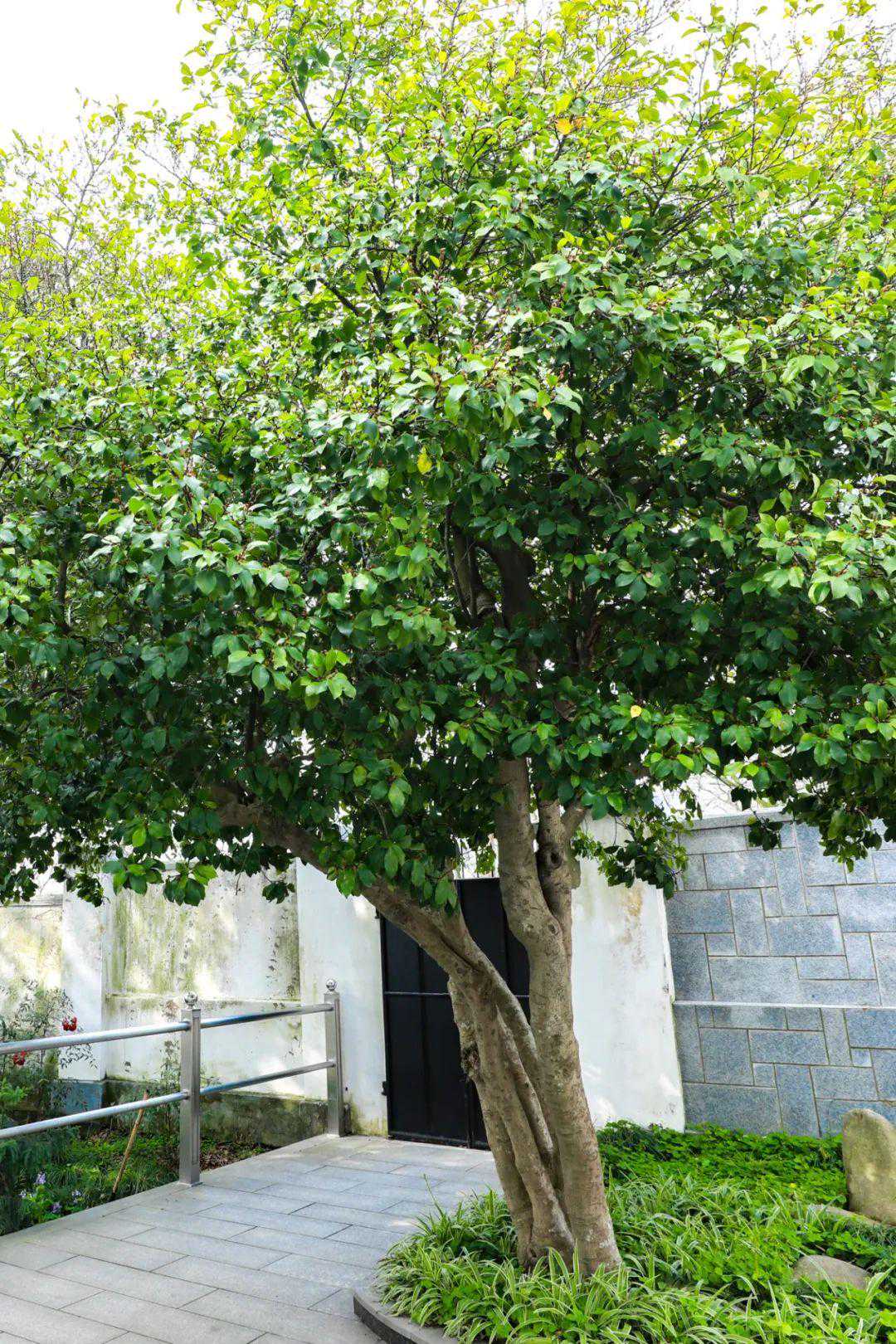 最老达千年，最高过十楼……松江古木“最”系列看过来