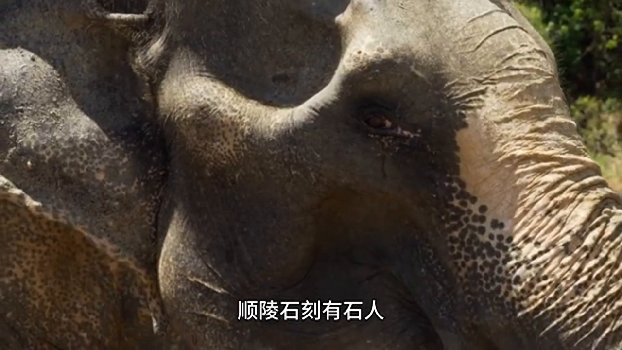 唐22陵：武则天之母杨氏顺陵