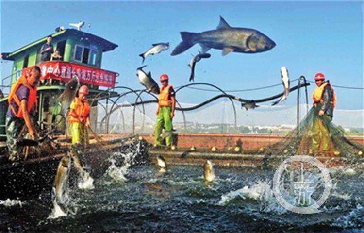 “看了你们的直播，我也好想去长寿湖”