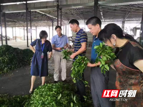 美丽常德 乡建有我丨周定芳：做好茶产业 带富一方人