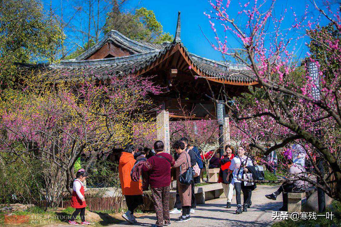 两棵树龄千岁的古梅开花，惊艳杭州城游客蜂拥而至，比西湖还热闹