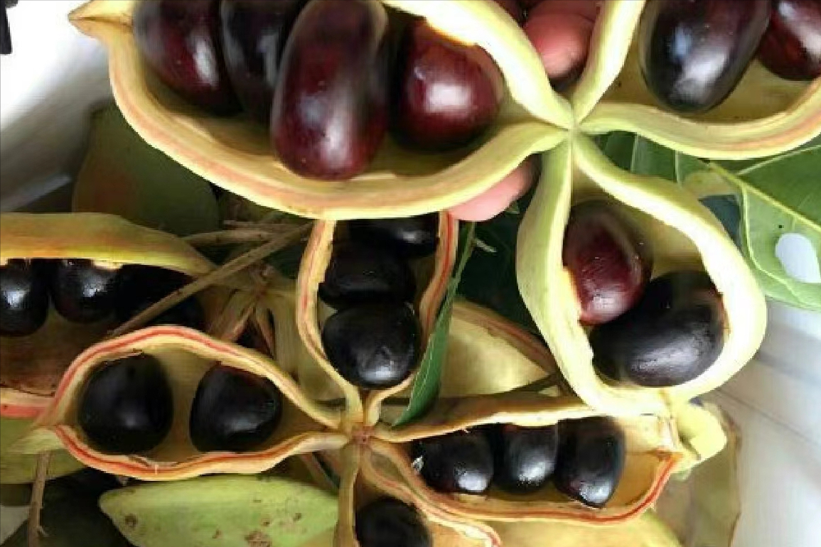 “脸皮厚到家”的野果，名叫凤眼果，长得像眼睛，成熟时鸡不开心