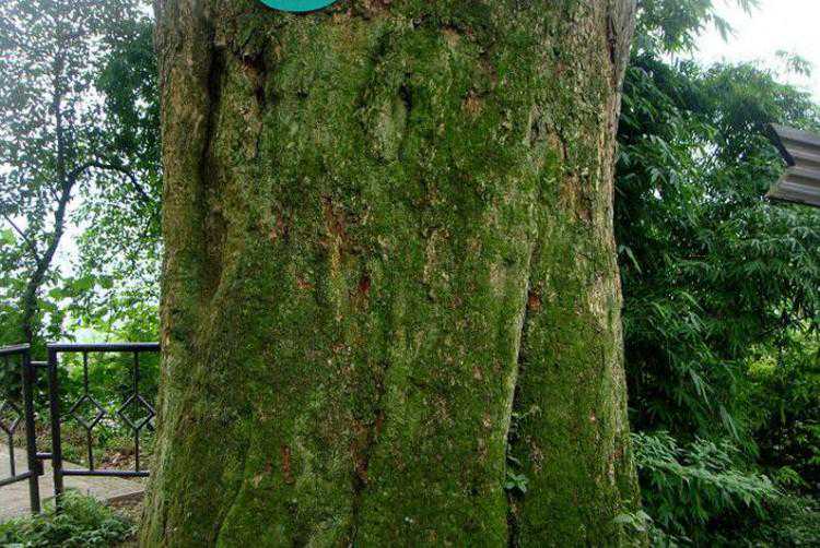 什么是金丝楠 辨别金丝楠手串小知识