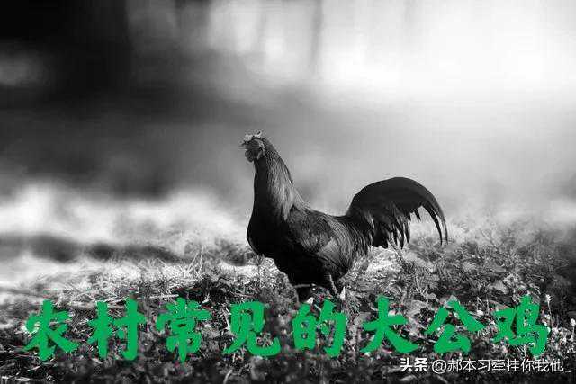 我的第一部相机---甘光JG304C