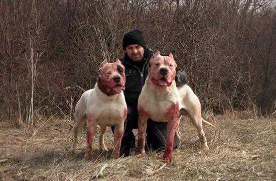 各国猛犬大全，建议收藏