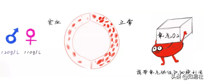 医学专业科普:为什么会贫血?值得收藏 医学专业科普:为什么会贫血?值得收藏