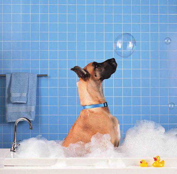 值得收藏！最科学的给狗狗洗澡方法「巨小萌」