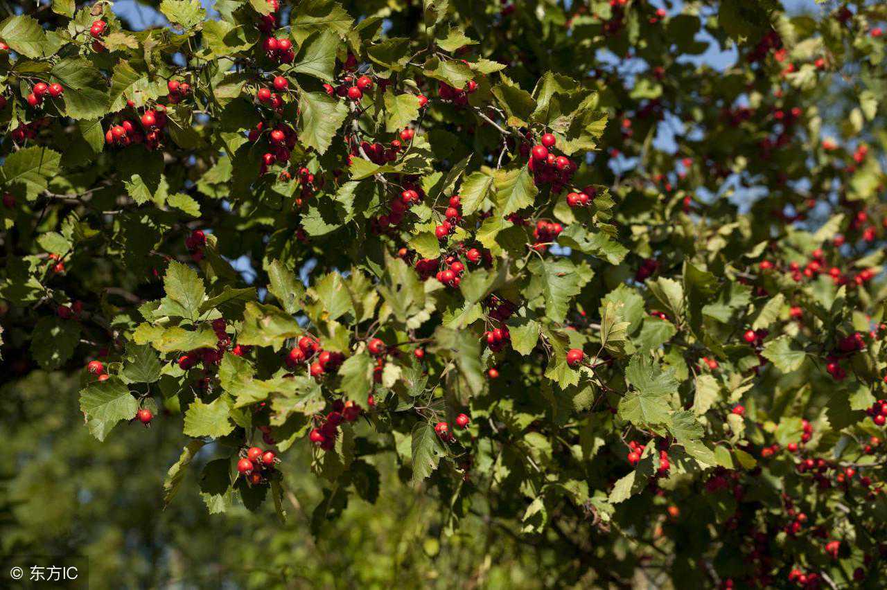 发现滋补中药材：“山楂叶”活血化瘀，理气通脉，建议收藏