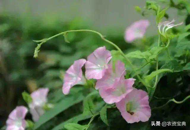 专家支招！目前最全的除草剂讲解，含玉米、花生等！（赶快收藏）