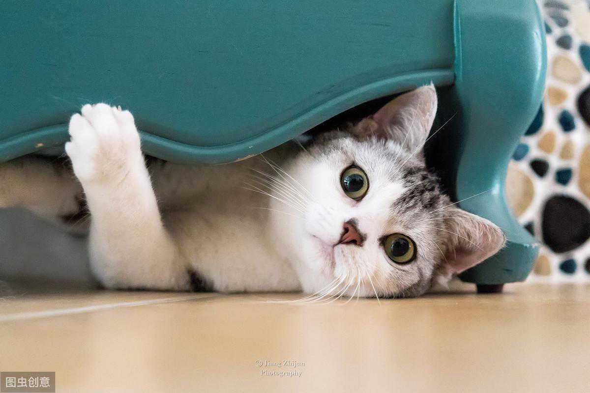 常见的猫咪耳部感染都有哪些？该如何有效治疗耳螨？建议收藏